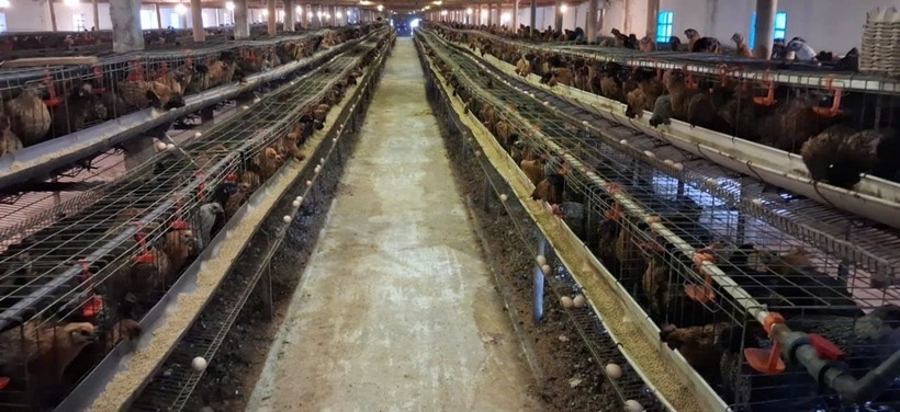 Mô hình trang trại nuôi gà ác đẻ trừng quy mô 7.000 của anh Khiêm. Ảnh: Dân Việt