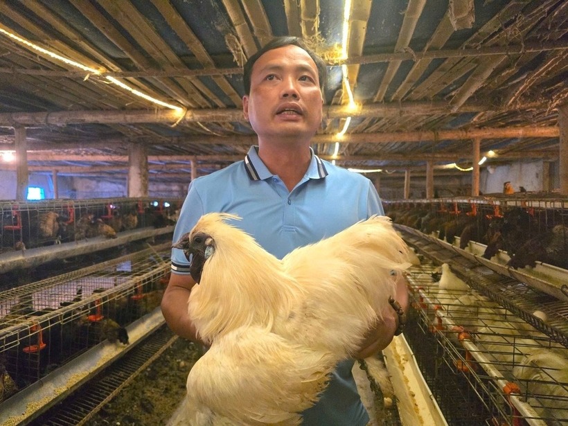Bác sĩ thú y bỏ lương cao về quê nuôi 7.000 gà ác, thu tiền tỷ ở Hải Phòng. Ảnh: Nông sản Việt