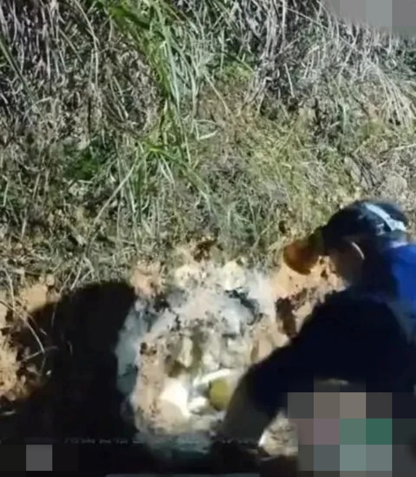 Người đàn ông gặp phải sự cố nguy hiểm khi livestream bắt rắn.