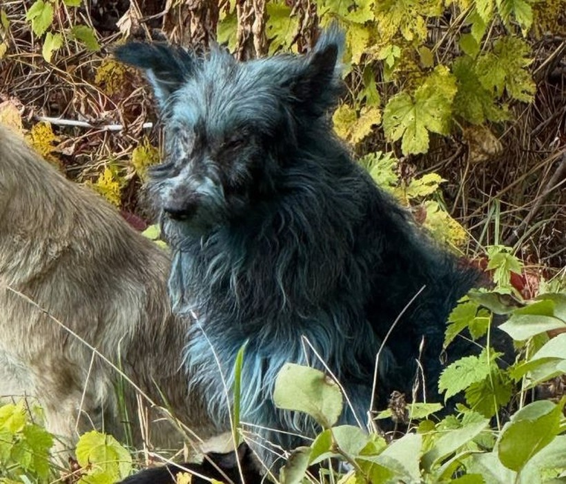 Cảnh tượng khiến nhiều người tò mò. Ảnh: Clean Futures Fund/Instagram