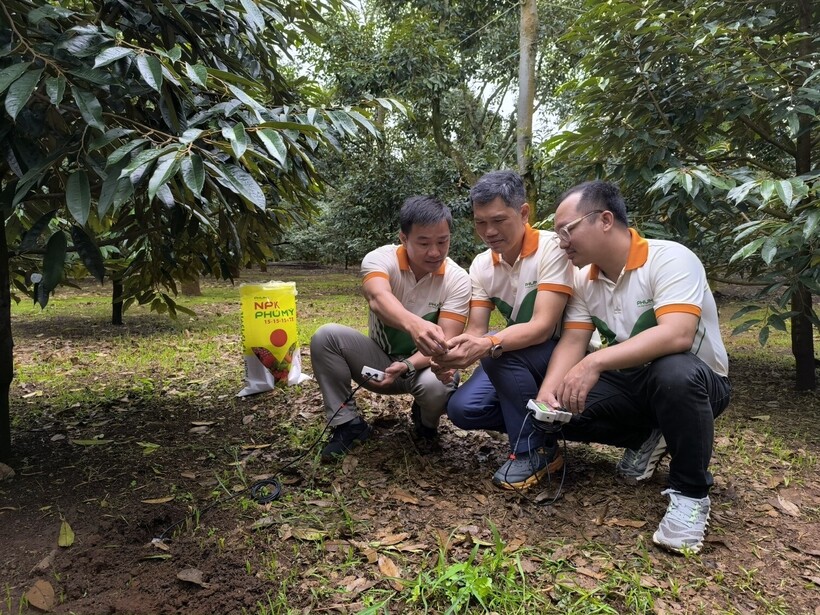 Khắp các vùng miền, đội ngũ cán bộ thị trường – kỹ sư nông nghiệp của PVFCCo - Phú Mỹ vẫn ngày ngày có mặt trên ruộng đồng.