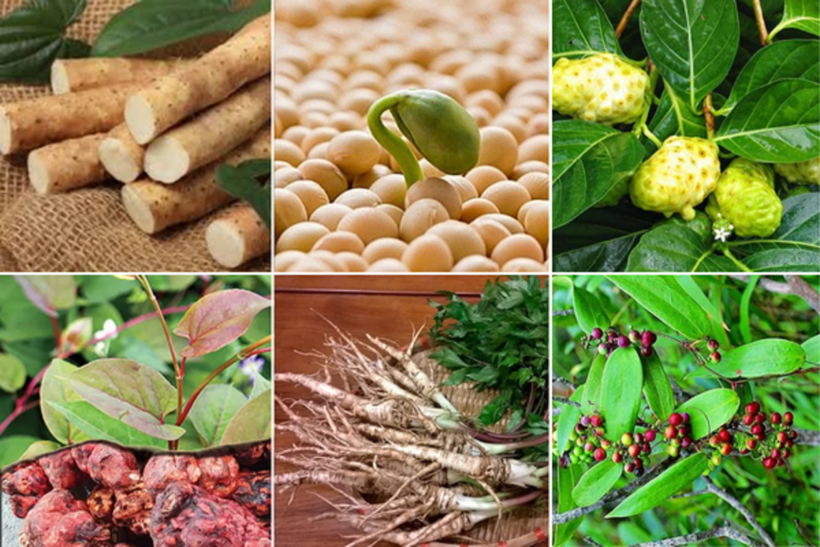 6 thảo dược quý chị em qua tuổi 40 không thể bỏ qua