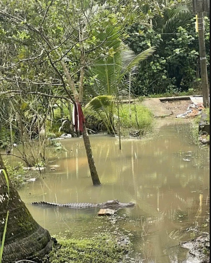Hình ảnh con cá sấu nổi trên mặt nước gần vách nhà được người dân chụp lại. (Ảnh: Người lao động)