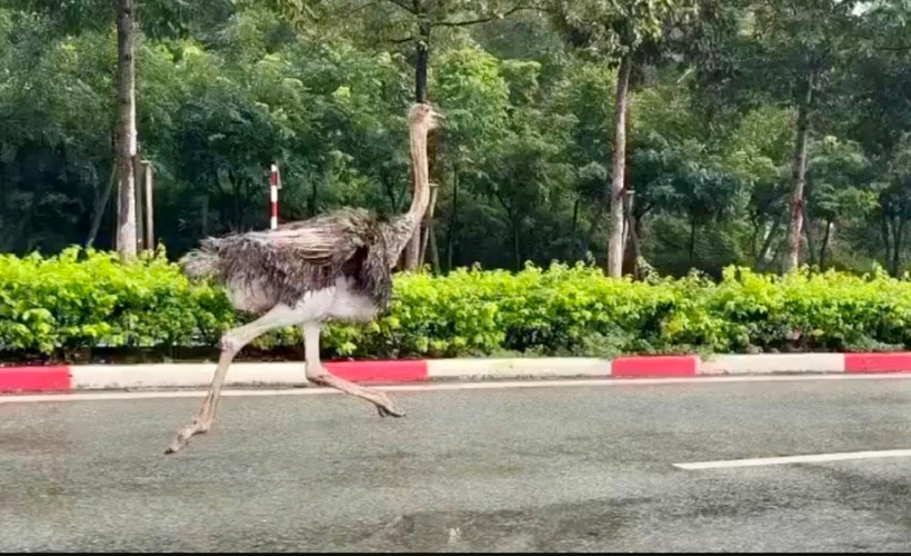 Con đà điểu xuất hiện ở khu công nghiệp TP.HCM.