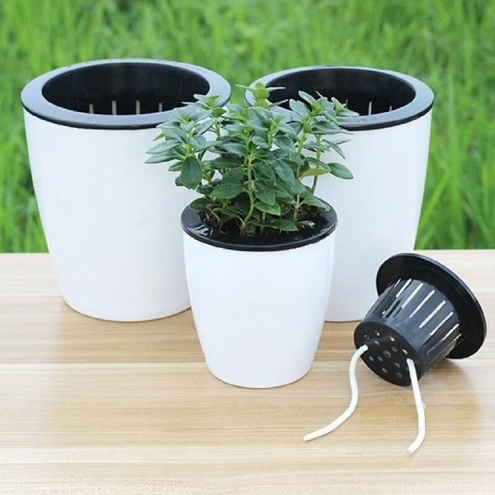 Chậu cây tự tưới đang trở thành lựa chọn thông minh được ưa chuộng.  Ảnh minh họa.