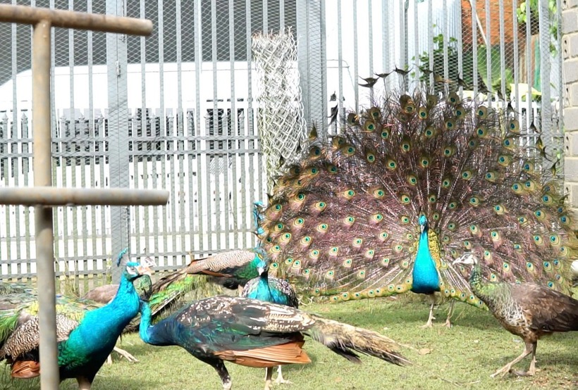 Những chú chim công đực xòe đuôi khoe sắc, biểu diễn. Ảnh: Tri thức & Cuộc sống