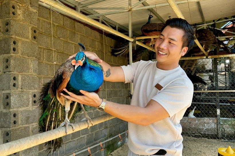 Chim giống được bán ra thị trường hơn 3 triệu đồng/cặp. Ảnh: Dân Việt