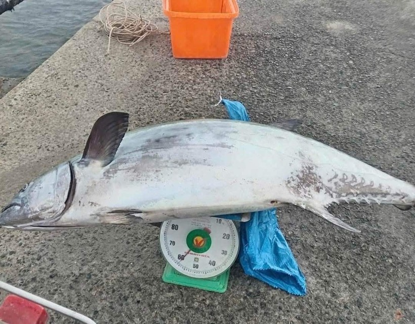 Con cá thu có cân nặng gần 60kg. (Ảnh: Lao động)