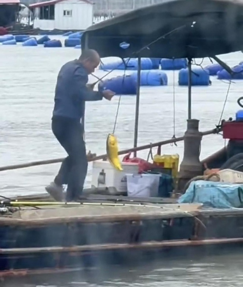 Ông lão bắt được một con cá có màu vàng óng ánh. Ảnh: Người đưa tin.