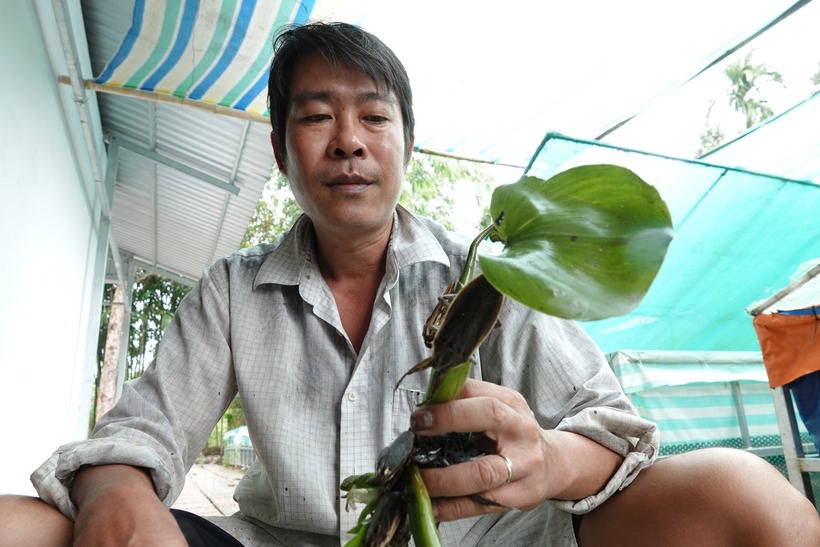 Anh Huỳnh Văn Thuận  nuôi cà cuống. Ảnh: Thanh niên