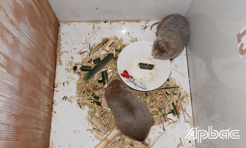 Anh Hiếu cho biết, nuôi dúi khá đơn giản.