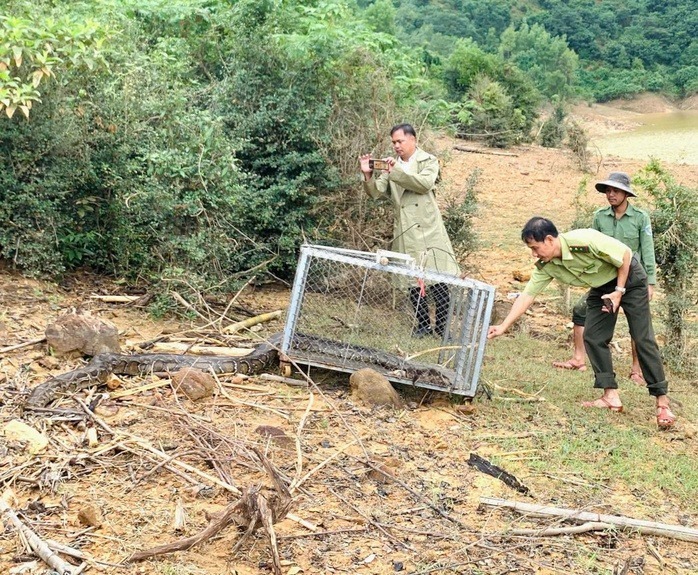 Lực lượng chức năng thả con trăn đất về với môi trường tự nhiên. Ảnh: Người lao động