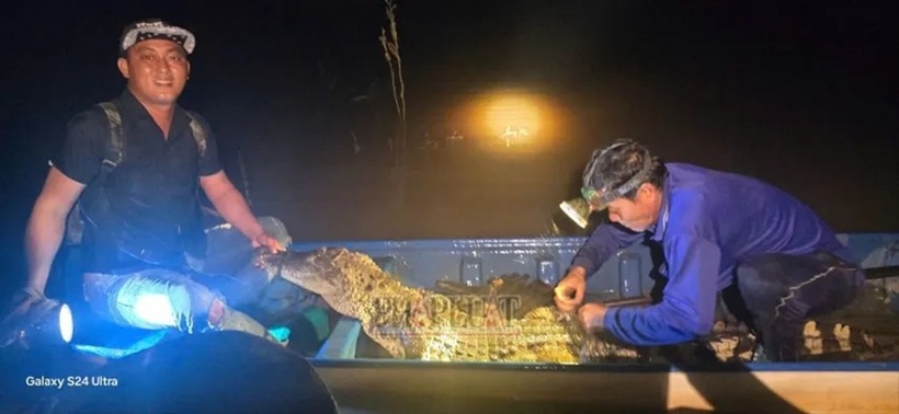 Cá sấu dài 2m, nặng 37kg mắc lưới trên sông Cái Cỏ ở Tây Ninh. Ảnh: Pháp luật TP.HCM