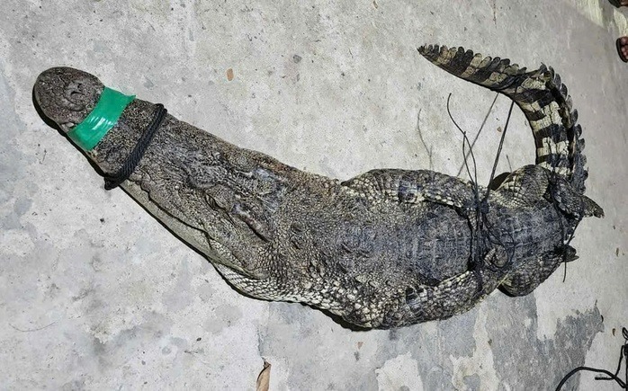Con cá sấu được bàn giao cho lực lượng chức năng. Ảnh: Người lao động.