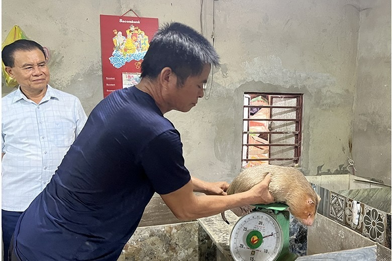 Dúi là loài mắt kém nhưng có mũi rất thính.