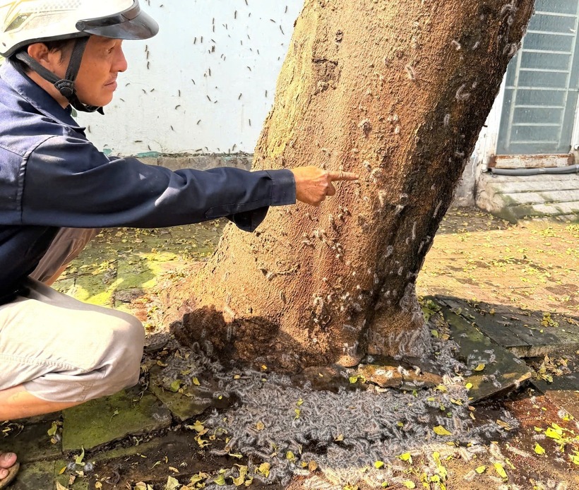 Trước tình trạng trên, người dân dùng thuốc diệt ruồi, muỗi để diệt trừ loại sâu này nhưng không hiệu quả. Một số trẻ em bị nổi rộp đỏ, ngứa nghi do tiếp xúc với lông sâu. (Ảnh: Tiền phong)