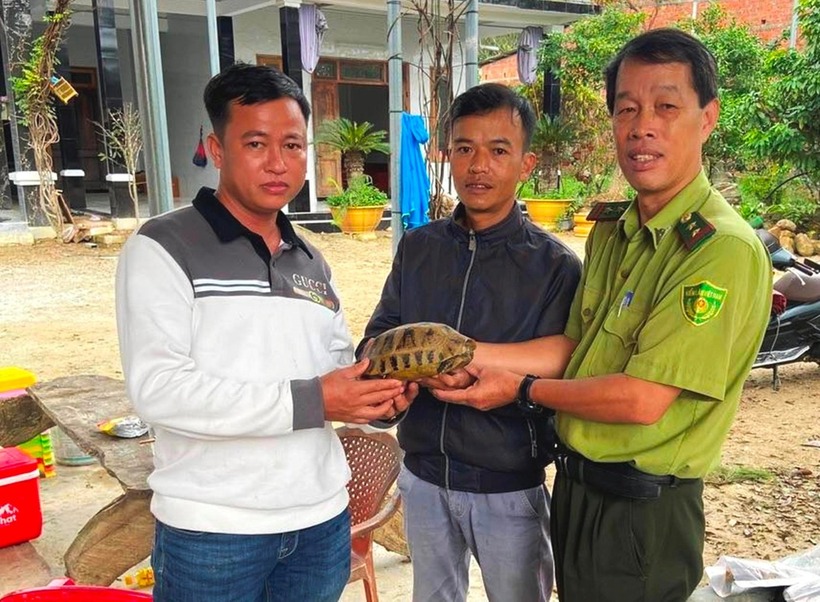 Lực lượng kiểm lâm Huế tiếp nhận cá thể rùa núi vàng quý hiếm từ người dân. (Ảnh: Tiền phong)