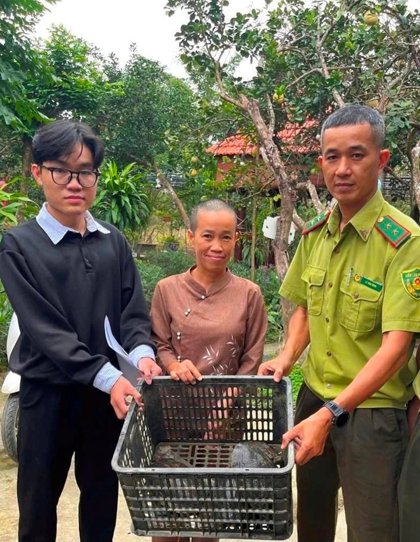 Tiếp nhận cùng lúc 4 cá thể rùa hoang dã cổ sọc do người dân tự nguyện bàn giao. (Ảnh: Tiền phong)