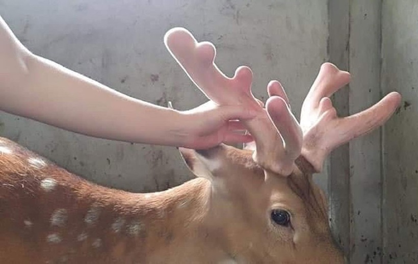 Nhung hươu được anh Việt bán tươi và chế biến sản phẩm phục vụ cho đông y, tây y. Ảnh: Thanh niên