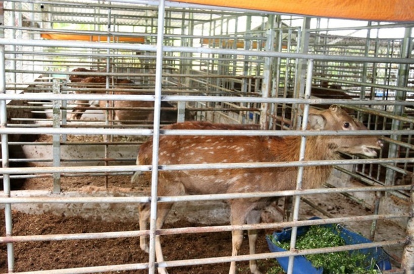 Đàn hươu của anh Việt hiện đang phát triển tốt. Ảnh: Hữu Chí – TTXVN