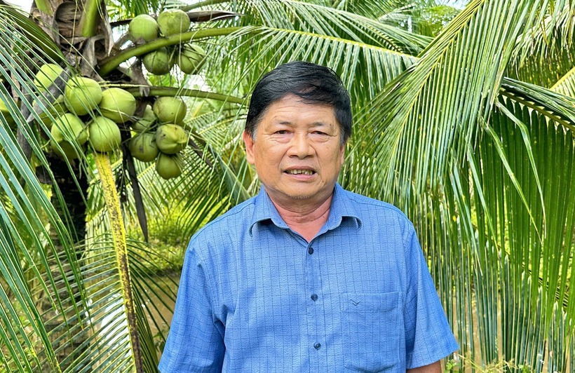 Mỗi tháng ông Thống có thu nhập bộn tiền từ vườn dừa. Ảnh: VietNamnet