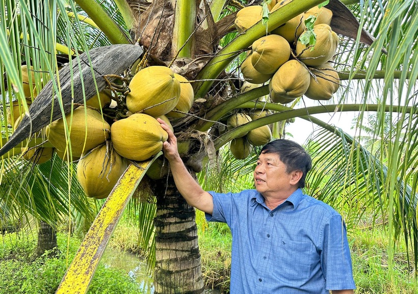 Ông Trần Văn Thống khởi nghiệp từ 2 chỉ vàng, nay sở hữu 1,2ha dừa. Ảnh: VietNamnet