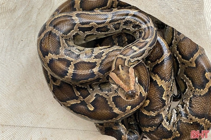 Người dân giao nộp cá thể trăn đất thuộc nhóm IIB cho lực lượng chức năng. Ảnh: Báo Hà Tĩnh.