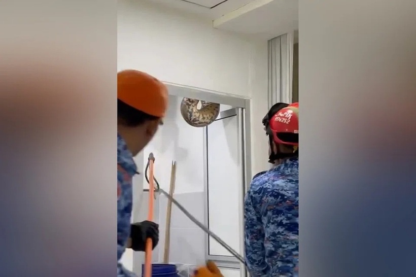 Lực lượng chức năng đưa con trăn khổng lồ ra khỏi nhà dân. Ảnh cắt từ clip