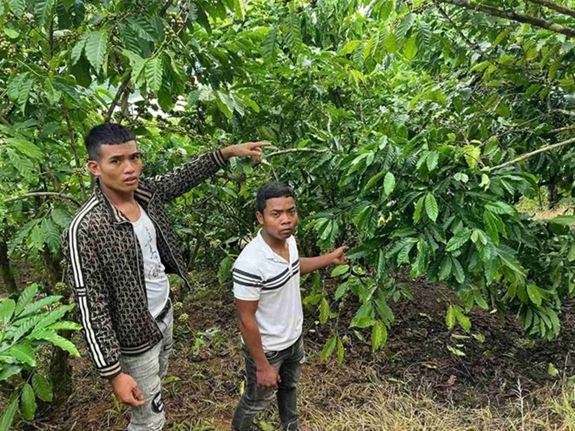 Mang bạt đi hái trộm cà phê, 3 thanh niên bị khởi tố. Ảnh: Báo Lao động.