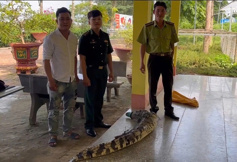 Đồn biên phòng Sông Trăng bàn giao một cá thể cá sấu nặng 37kg cho lực lượng kiểm lâm xử lý theo quy định. (Ảnh: ĐBP).