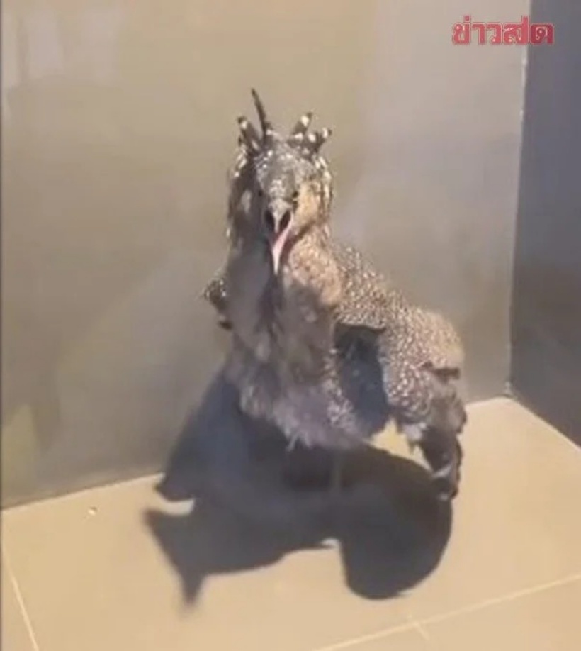 Con chim liên tục xù lông, thủ thế và phát ra những âm thanh cảnh báo gay gắt mỗi khi có người đến gần.