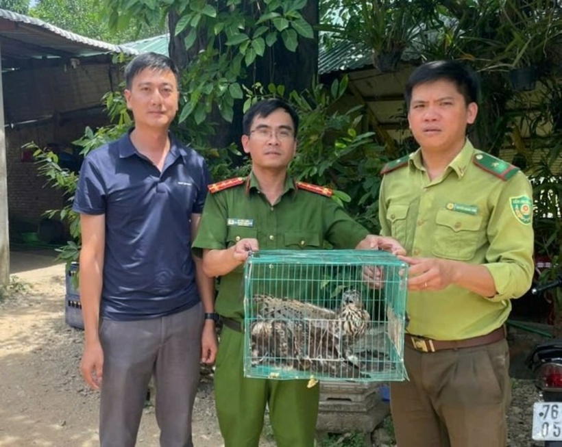 Ba chú chim ưng được giải cứu, thả về tự nhiên - Ảnh: Tuổi trẻ Online