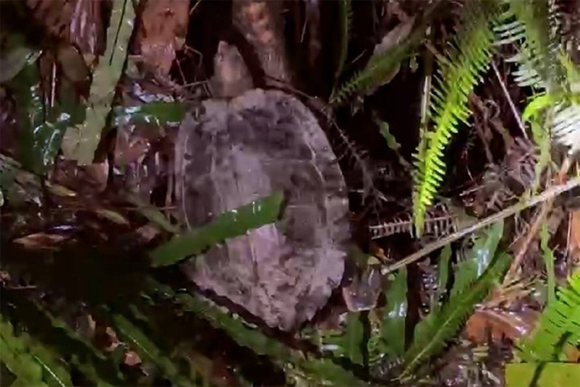 Con rùa được thả về tự nhiên. Ảnh: Tuổi Trẻ