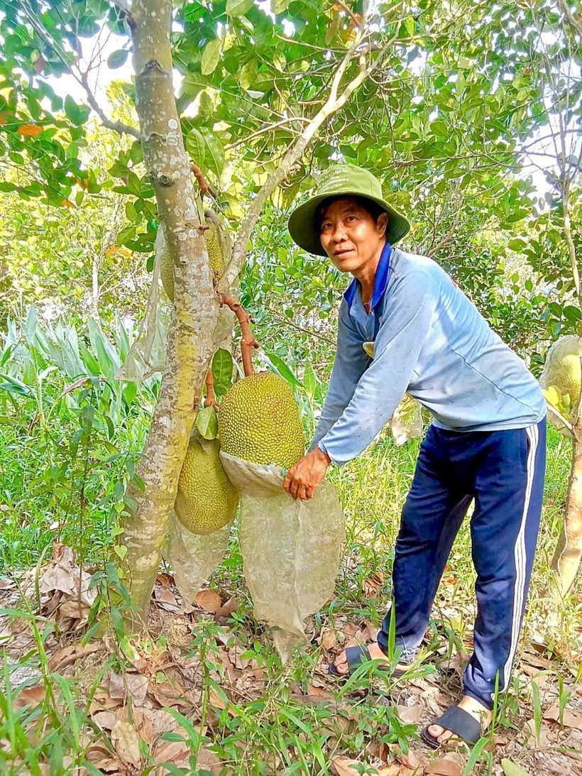 Anh Nguyễn Đông Hải trồng mít. Ảnh: Dân Việt