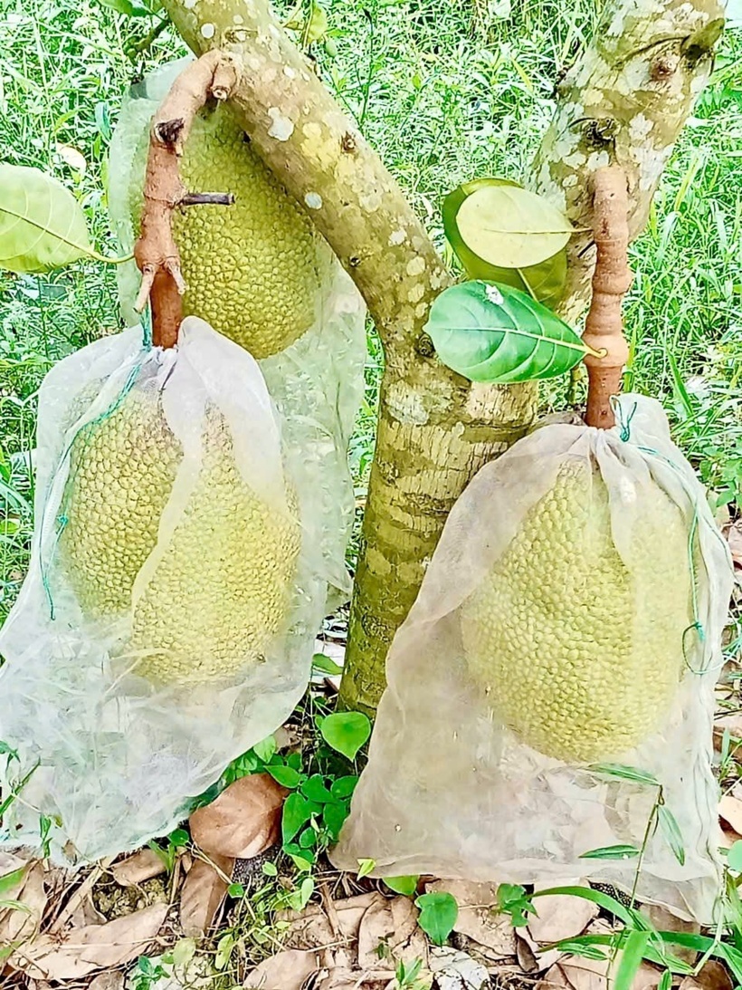 Giống mít Thái tại vườn của anh Hải. Ảnh: Dân Việt