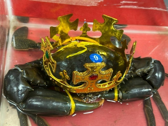 "Vua cua" mới ở Cà Mau năm 2025. Ảnh: NLĐ.