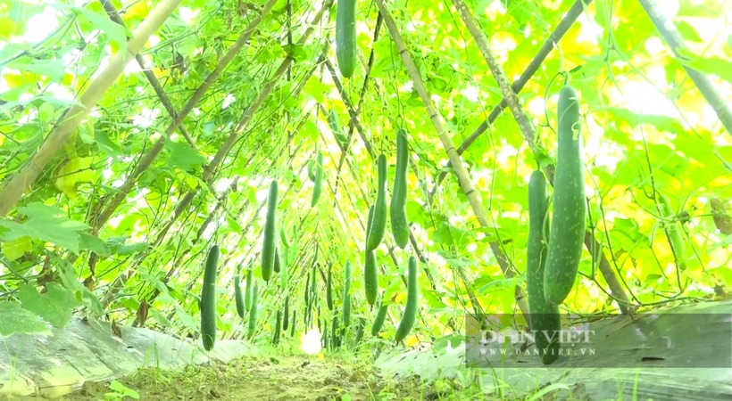 1 sào bí trong 1 vụ với thời gian từ 4 đến 4,5 tháng cho thu nhập từ 30 triệu đồng trở lên. Ảnh: Dân Việt