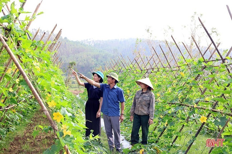 Mô hình trồng bí xanh của ông Đoàn Quốc Hoài được nhiều người đến tham quan, học hỏi kỹ thuật, kinh nghiệm trồng. Ảnh: Báo Hà Tĩnh