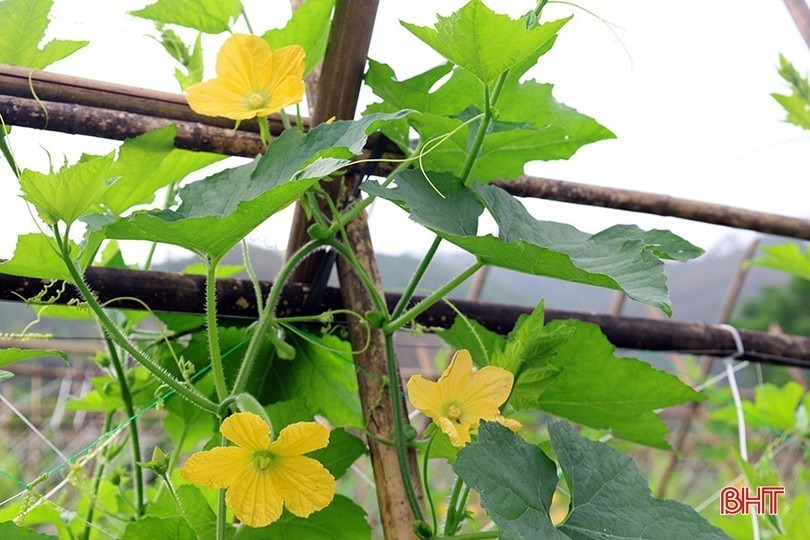 Cây bí xanh phù hợp với vùng đất đồi Vũ Quang, tỷ lệ ra hoa, đậu quả cao. Ảnh: Báo Hà Tĩnh