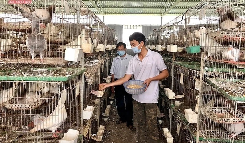 Mô hình nuôi chim bồ câu Pháp của anh Mai Xuân Lâm mang hiệu quả kinh tế cao. Ảnh: Báo Thanh Hóa
