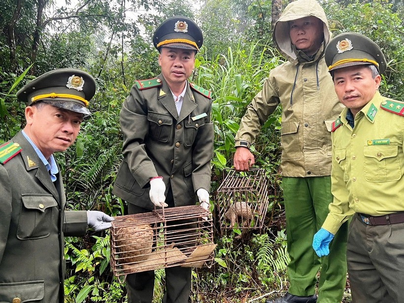 Lực lượng kiểm lâm Huế tiếp nhận hai cá thể tê tê Java quý hiếm để cứu hộ, thả về môi trường hoang dã. (Ảnh: Tiền phong)