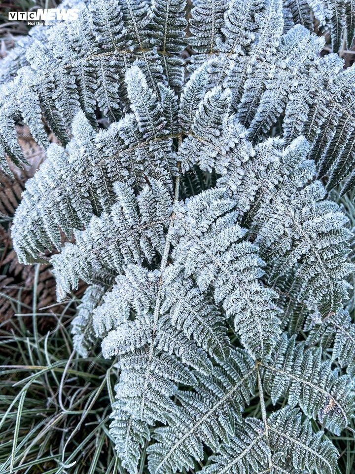 Cận cảnh băng giá phủ trắng Y Tý trong đợt rét đầu tiên của mùa đông - 2