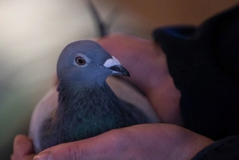 New Kim trong các cuộc đua không có gì đặc biệt ngoài việc nó có một phả hệ ấn tượng. Sau khi trả giá "khủng" cho một chú chim bồ câu các chuyên gia cho rằng nhà sưu tầm Nam Phi đã trả giá quá cao cho con vật không phải để sử dụng trong các cuộc đua mà chỉ để nhân giống. Một số người khác nhận định nhà sưu tầm người Nam Phi mua New Kim để nhân giống thay vì thi đấu bởi sẽ đem lại lợi ích nhiều hơn và chịu ít rủi ro hơn.