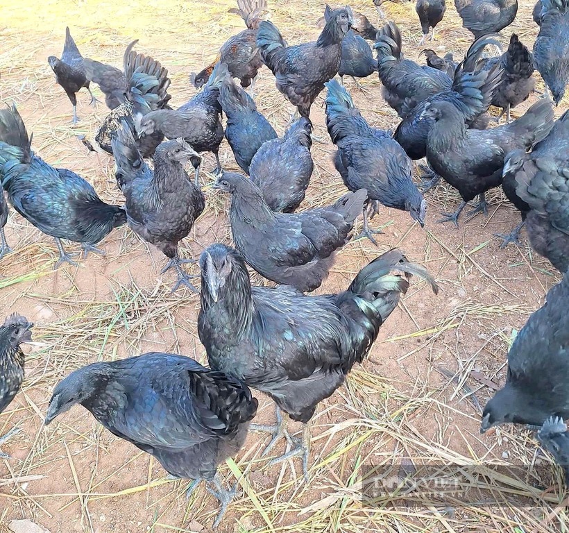 Đàn gà đen được anh Cảnh chăm sóc kỹ lưỡng trong khu trang trại của gia đình. Ảnh: Dân Việt