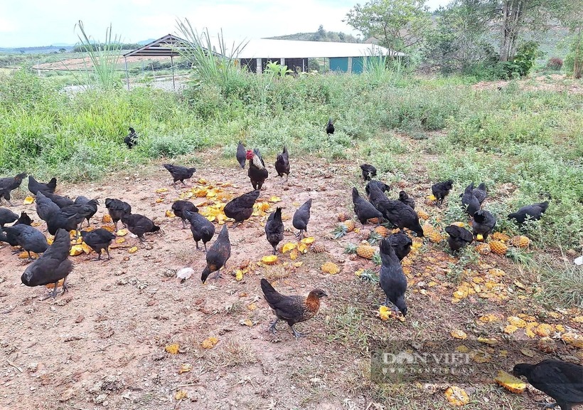 Ngoài dưa hấu đỏ, anh Cảnh còn bổ sung dứa tươi vào khẩu phần ăn hằng ngày của đàn gà. Ảnh: Dân Việt