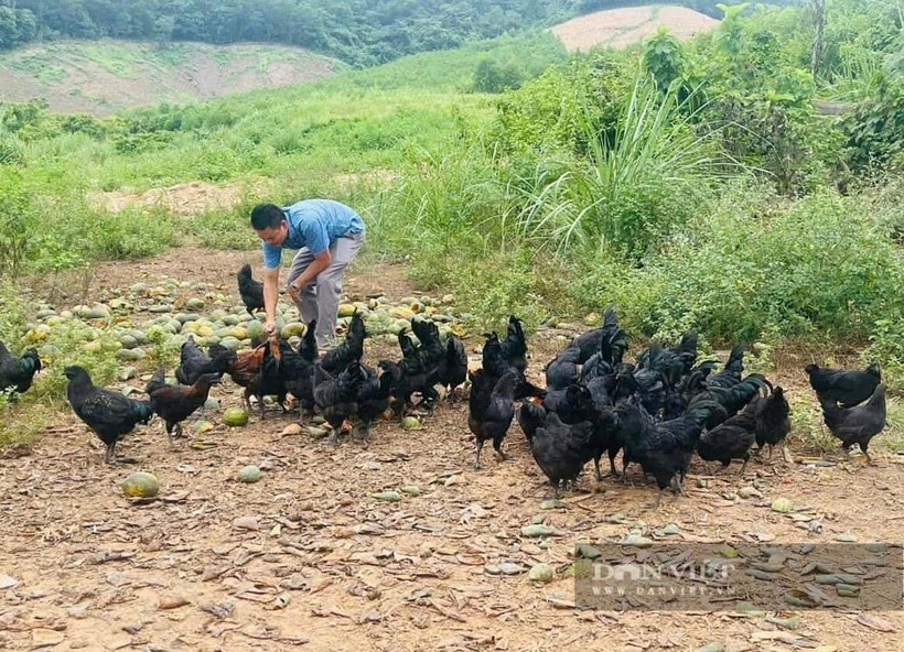 Đậu Phi Cảnh nuôi gà H'mông theo hướng an toàn sinh học. Ảnh: Dân Việt
