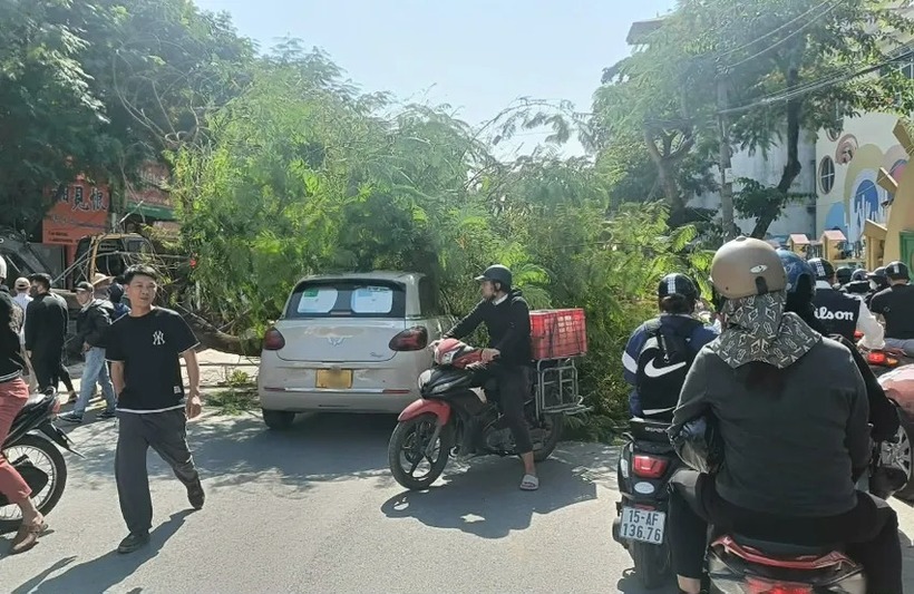 Cây phượng đổ ngang đường, đè vào một ô tô đang lưu thông. (Ảnh: Pháp luật TP.HCM)