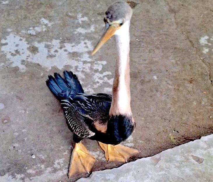 Cá thể chim cổ rắn được người dân giao nộp. Ảnh: Tuổi trẻ