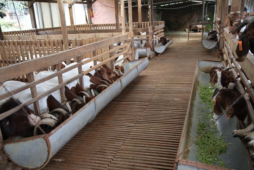 Thức ăn chính của dê Boer là cỏ được anh Chính trồng trong trang trại của mình. Ảnh: Dân Việt