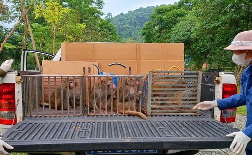 Trung tâm Cứu hộ, Bảo tồn và Phát triển sinh vật, Ban Quản lý Vườn Quốc gia Phong Nha - Kẻ Bàng cùng các đơn vị tái thả 19 cá thể động vật về môi trường tự nhiên.